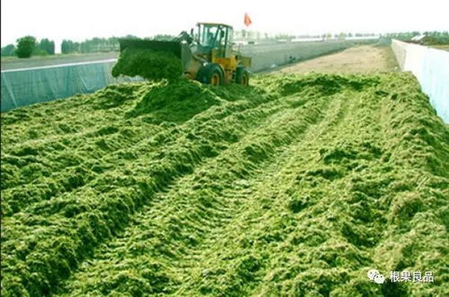 各種經(jīng)濟(jì)作物如何施用生物有機(jī)肥 上篇 農(nóng)作物種子經(jīng)營(yíng)