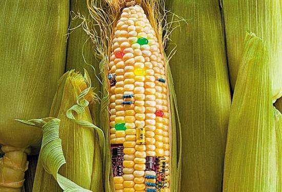 轉(zhuǎn)基因食品普及與新型蛋白質(zhì)接觸的社會(huì)影響