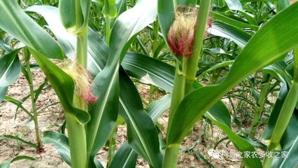 買(mǎi)玉米種子別犯難，掌握這幾招輕松選對(duì)好種